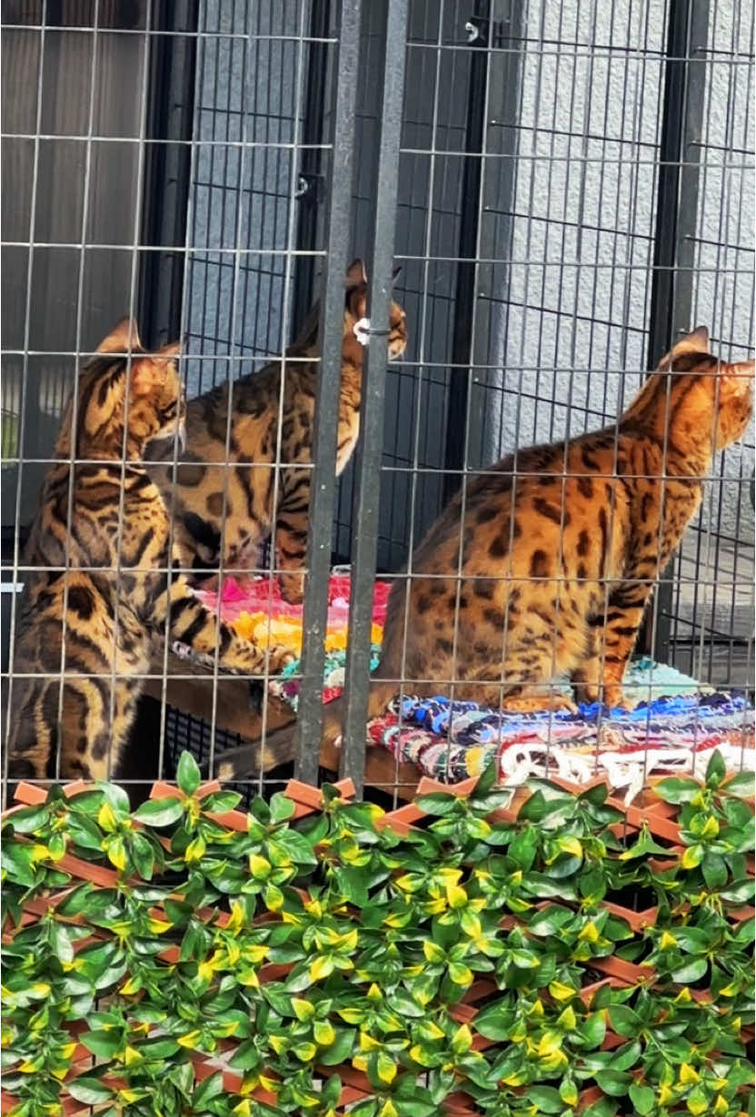 @Jasper🐆Bella🐆Safari🐆