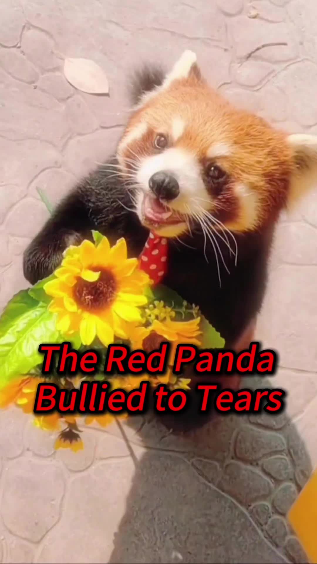 @Kiki_animals22