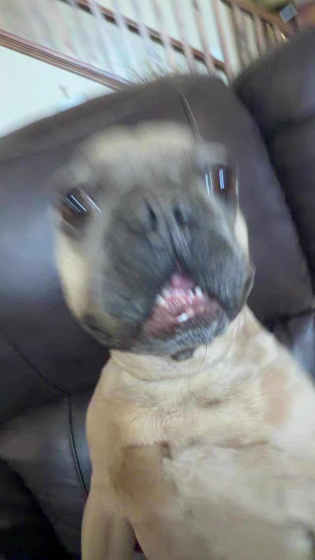 @bentleytheg0at