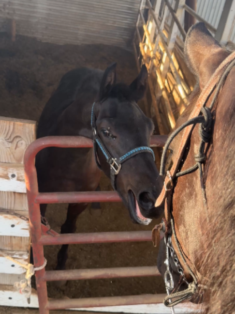 @Horses TikTok