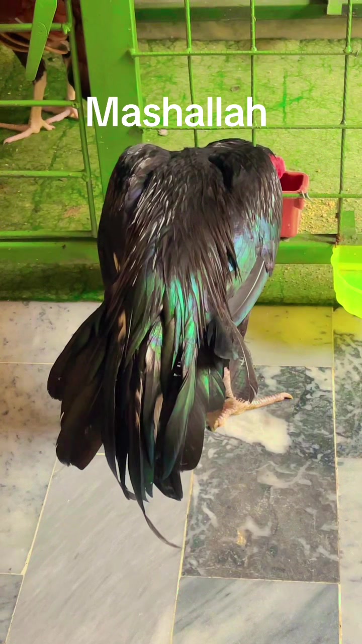 @🦅Home Breed Aseel 🦅