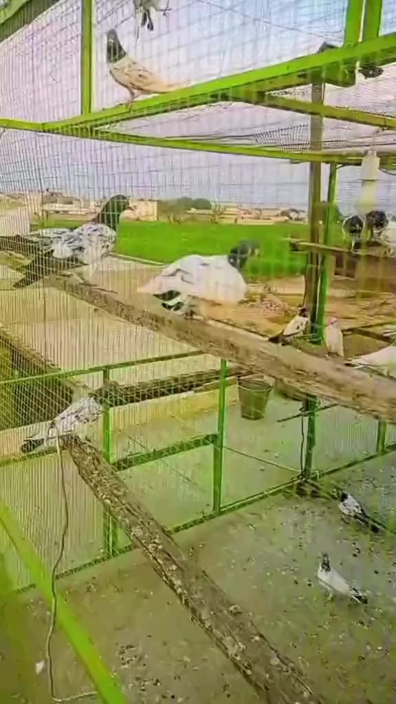 @راجہ عدیل منڈی گروپ گجرخان