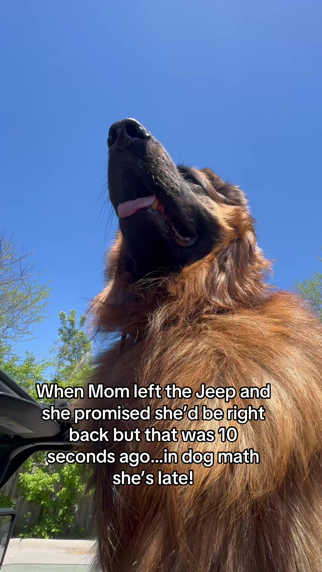 @ksdoggos