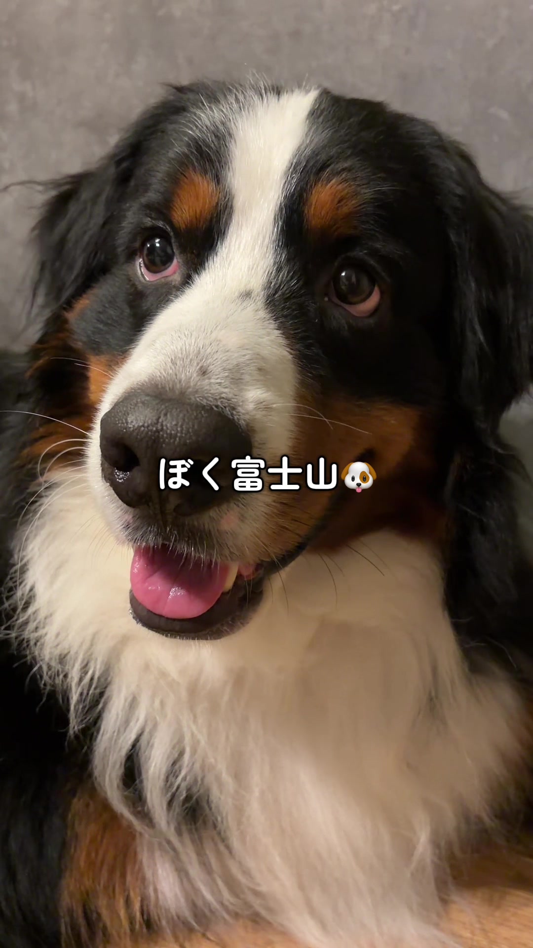 @å¯å£«å±±ð¶ð»ããŒããŒãºããŠã³ãã³ããã° - Fujisan
