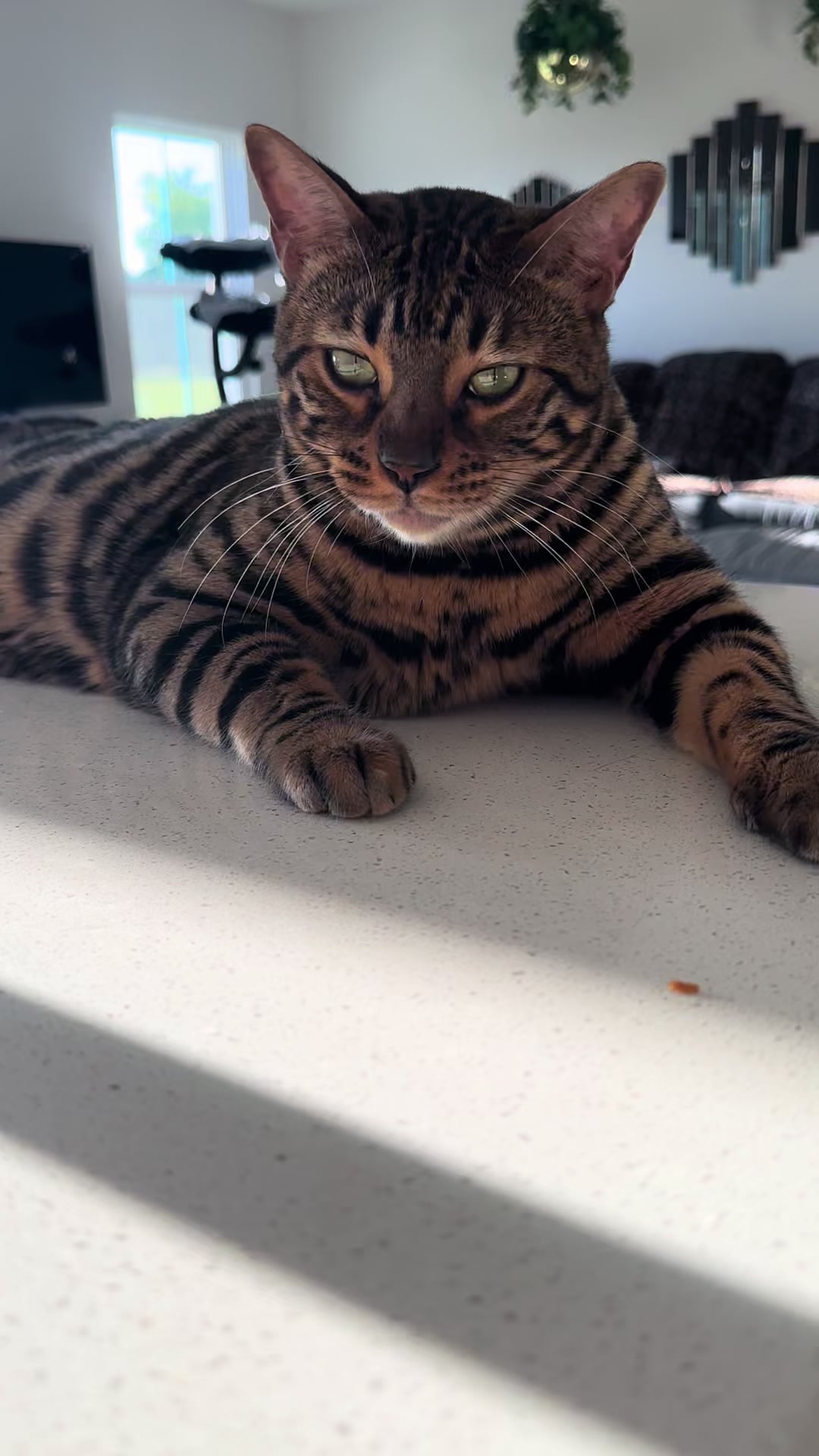 @Tiny Leopard Cats