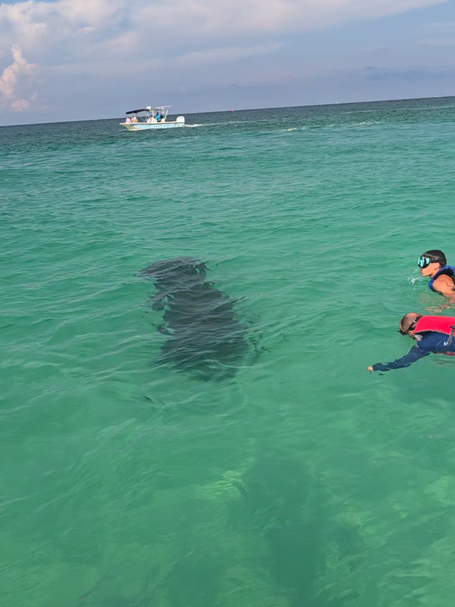 @Shell Island Dolphin Tours 🐬