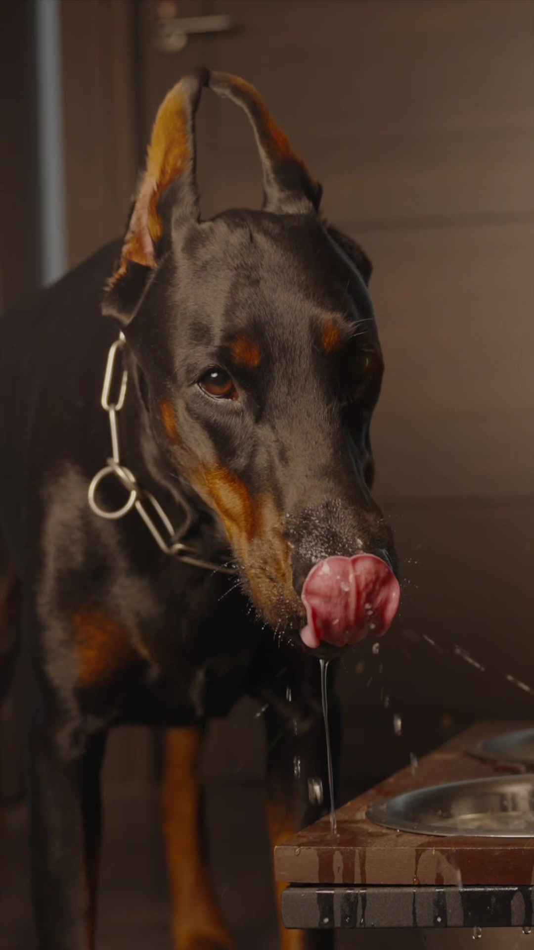 @Djudi_Doberman
