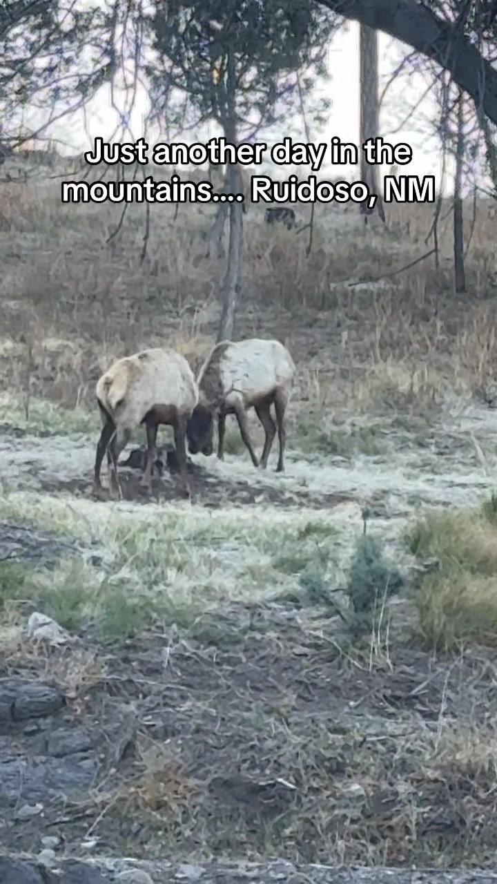 @Mirissa Good Ruidoso Realtor