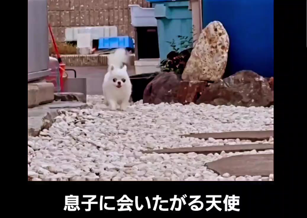 @パグミ