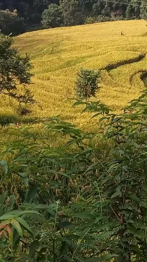 @Kumar Gorkhali ๐ณ๐ต๐ช๐บ
