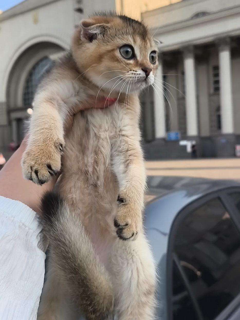 @Кошенята шотландські 😻