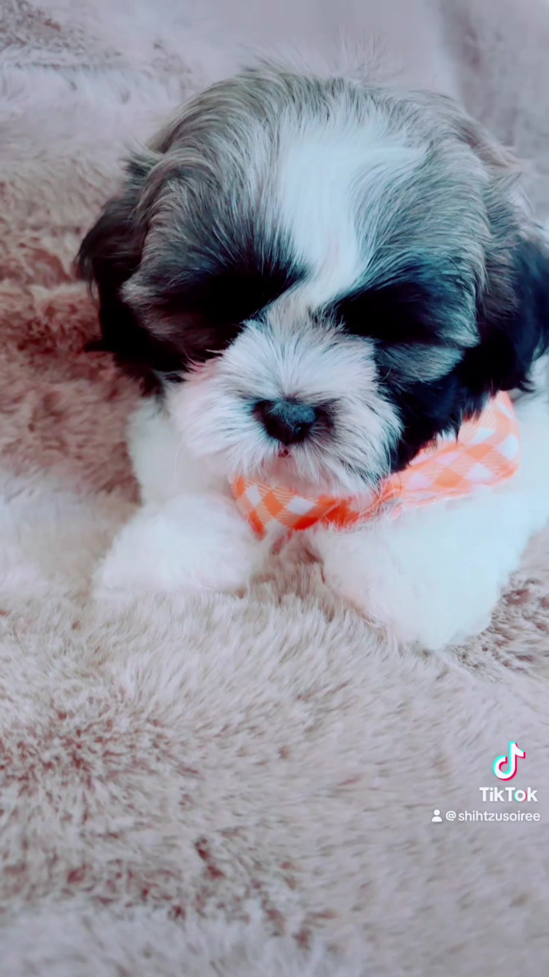 @SHIHTZU SOIRÉE