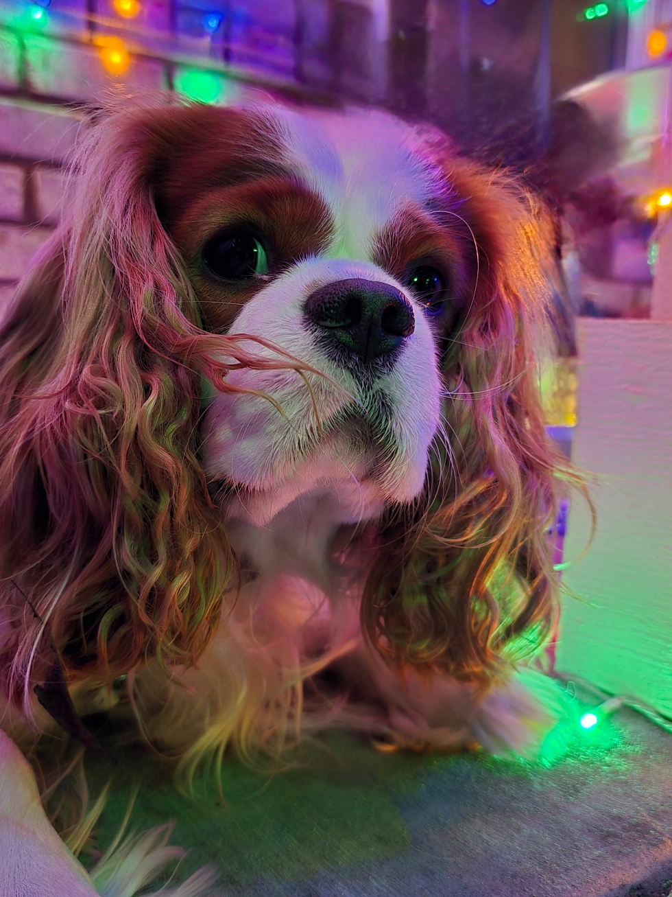 @Rocky Cavalier King Charles