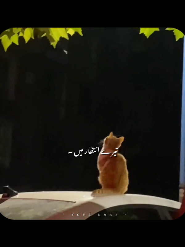 @𝙔𝙊𝙐𝙍 𝙐𝙈𝘼𝙍 🦋