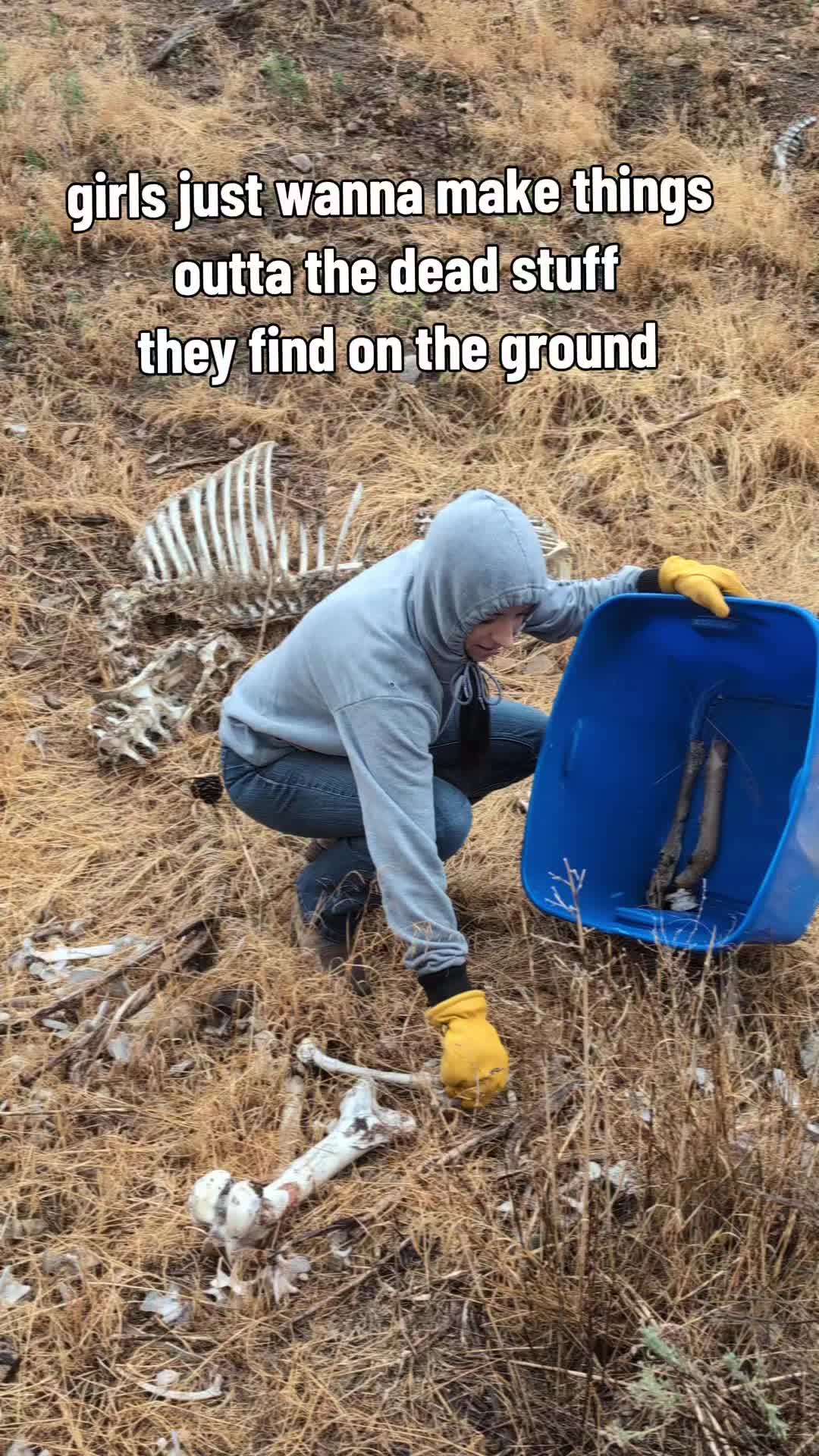 @oreamnosoddities