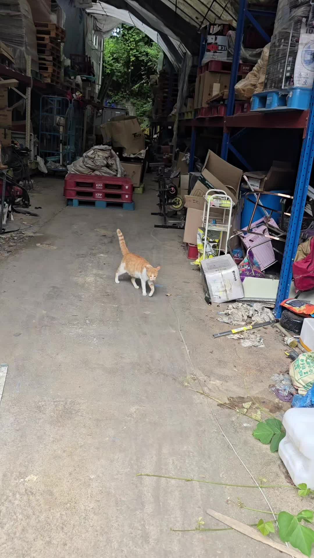 @고양이 형아