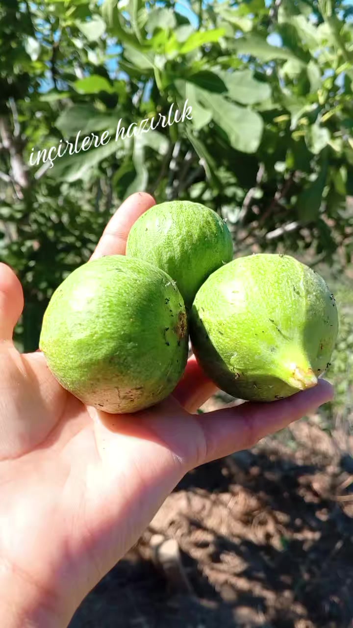 @&ouml;zlem