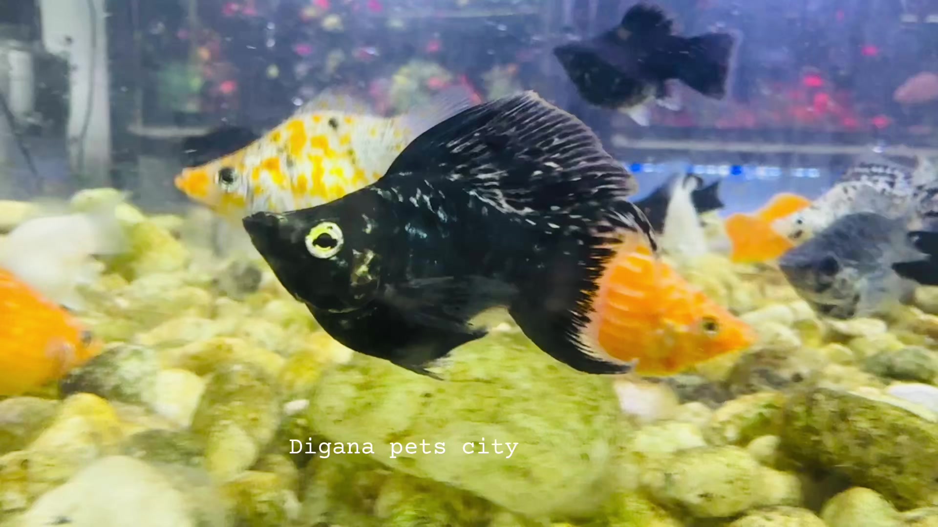 @Digana pets city