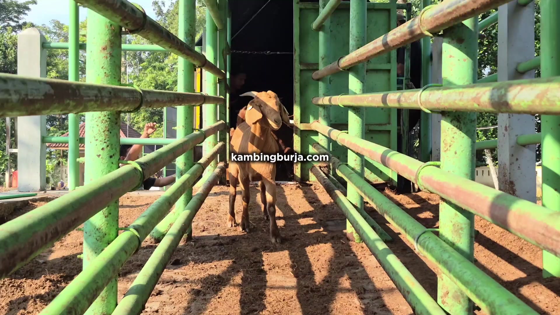 @Kambing Burja Official