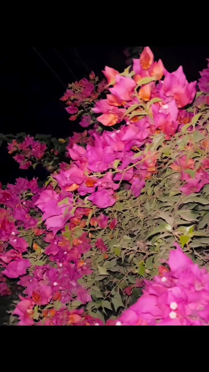 @아즈하르 𓆩♡𓆪