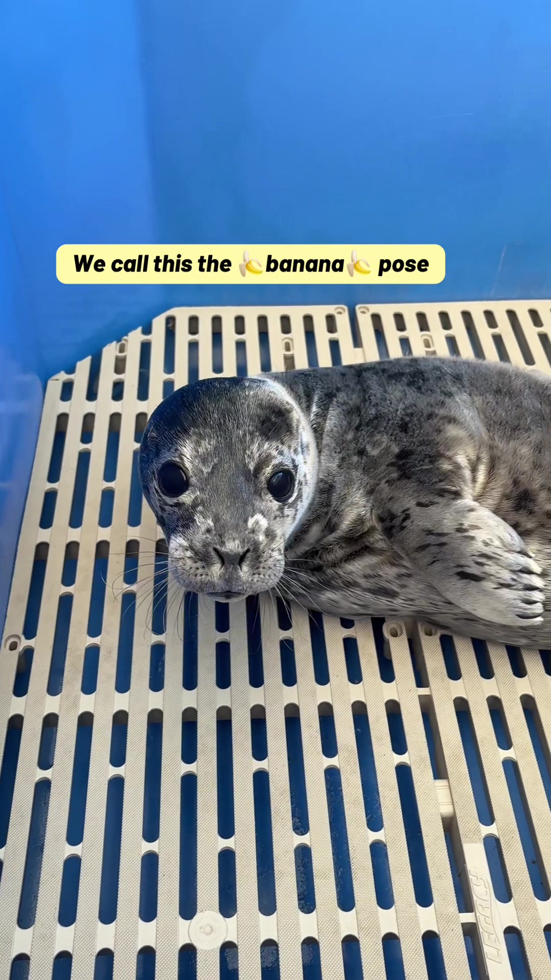 @Marine Mammal Rescue Society