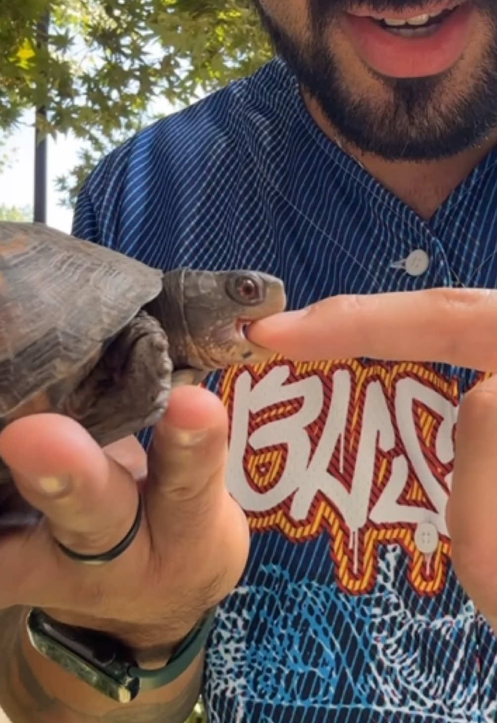 @Eastern Box Turtle