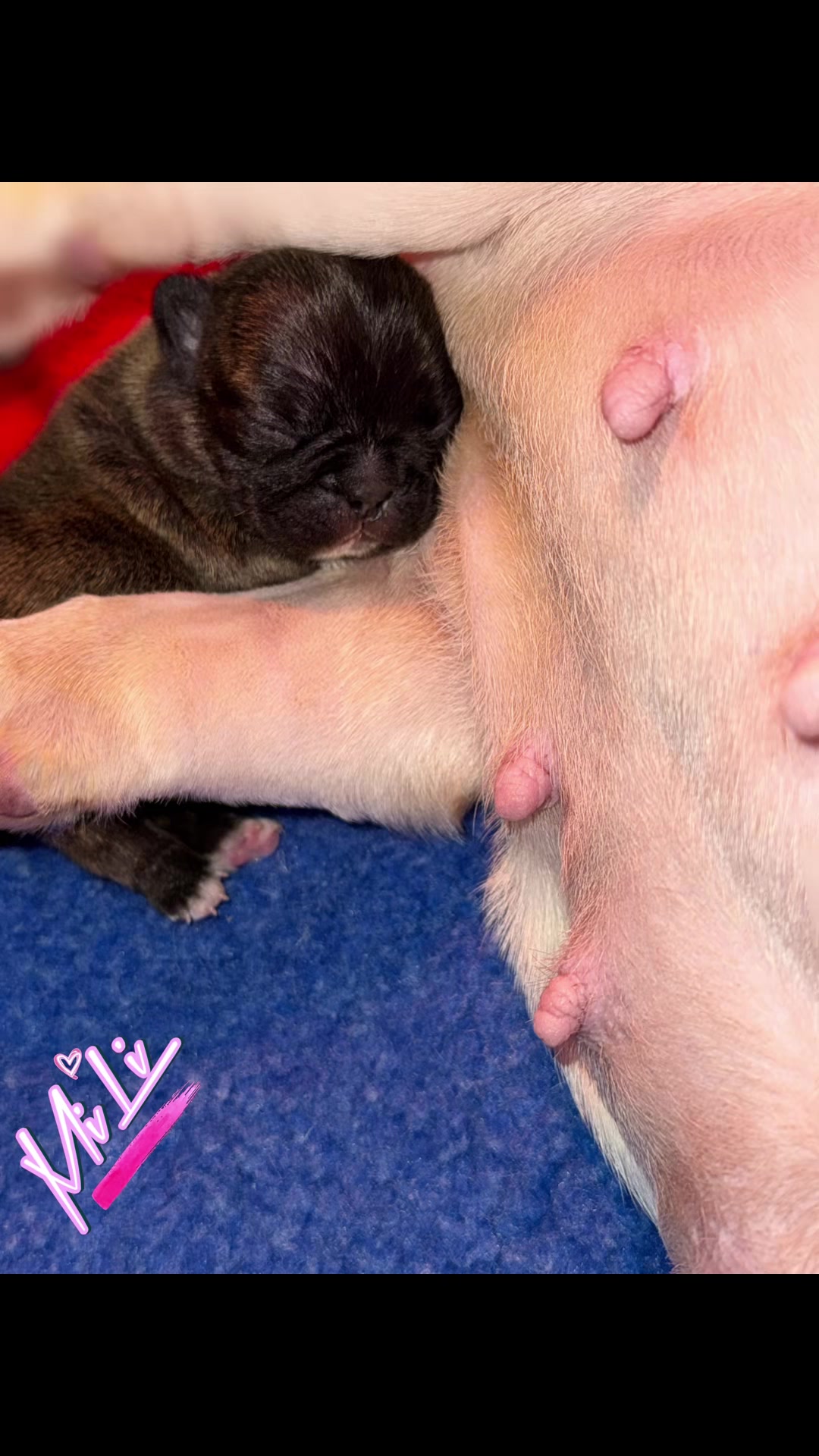 @EliteSweetFrenchies