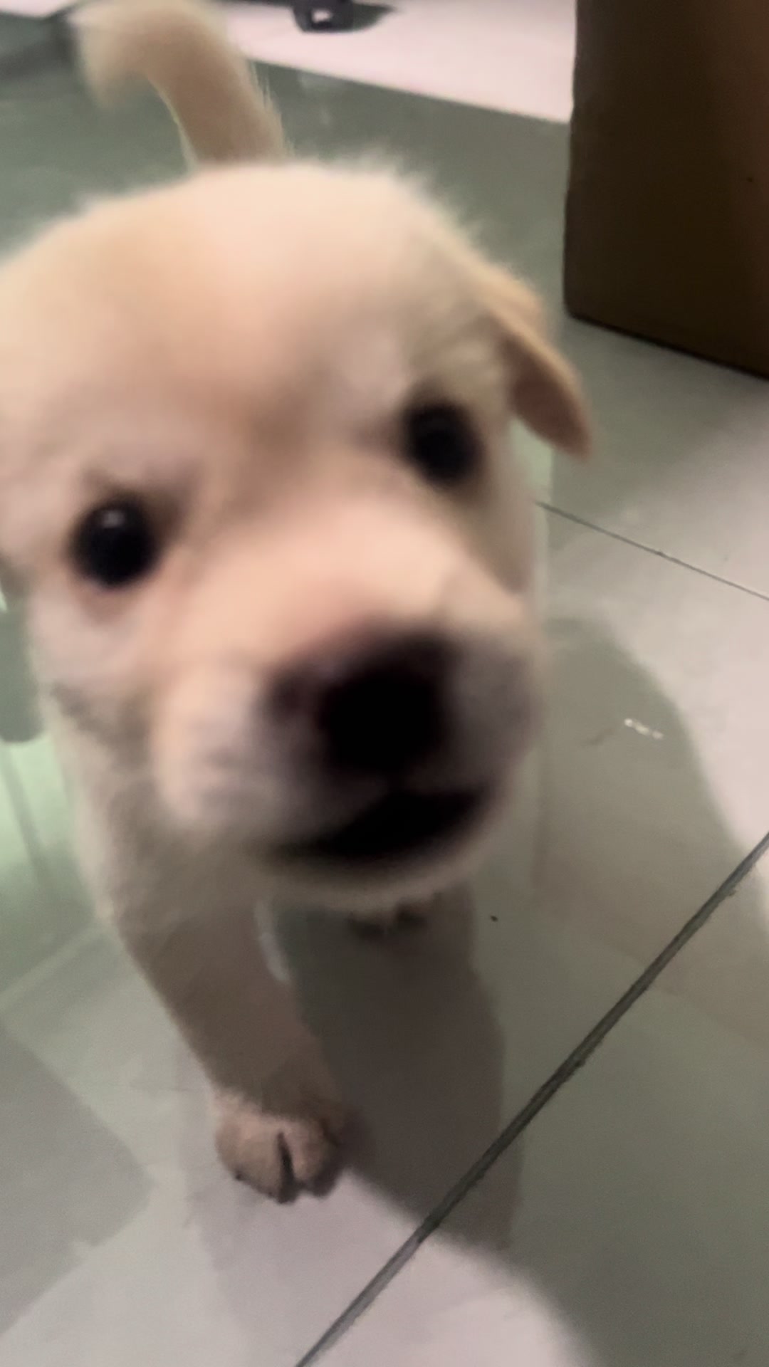 @Pet World Hub
