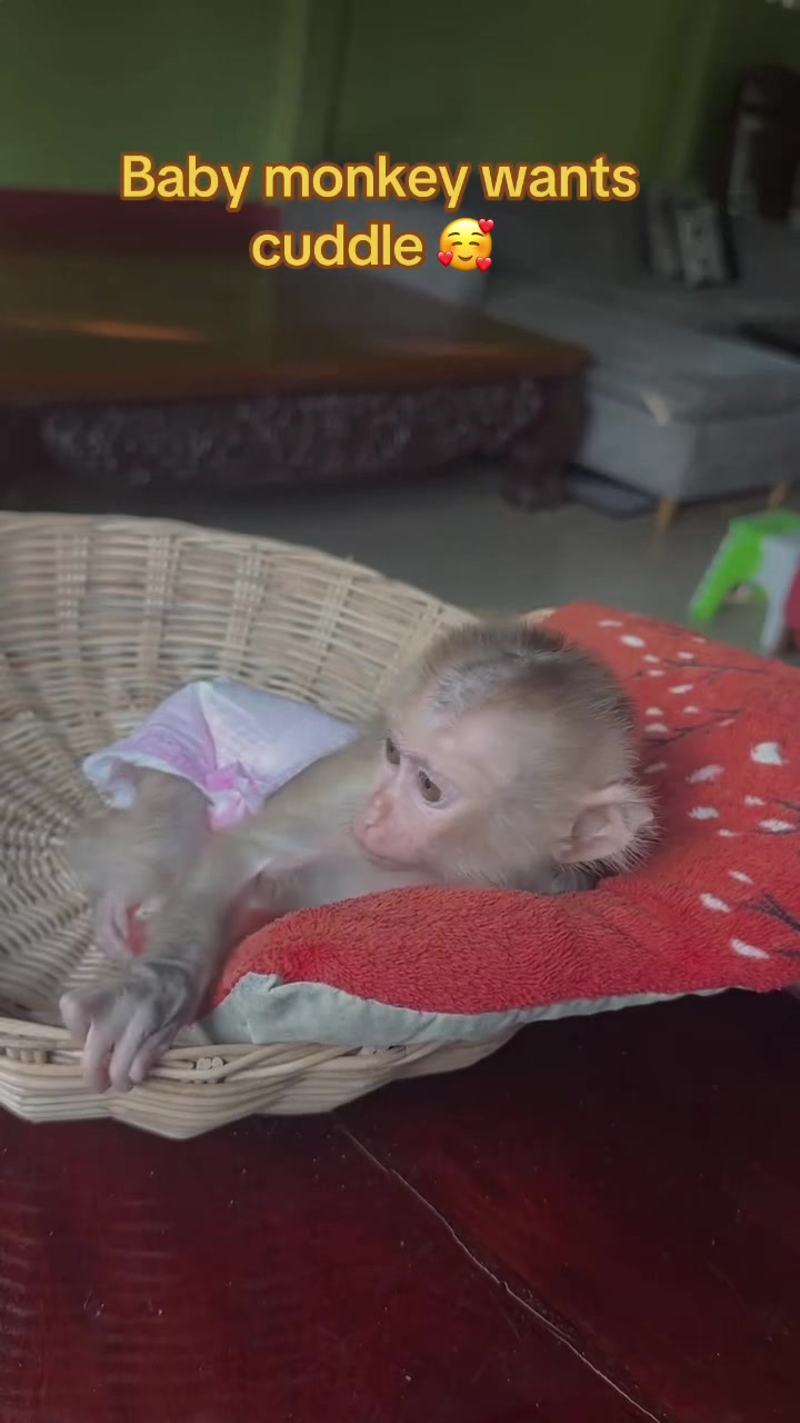 @Baby Monkey Rescue