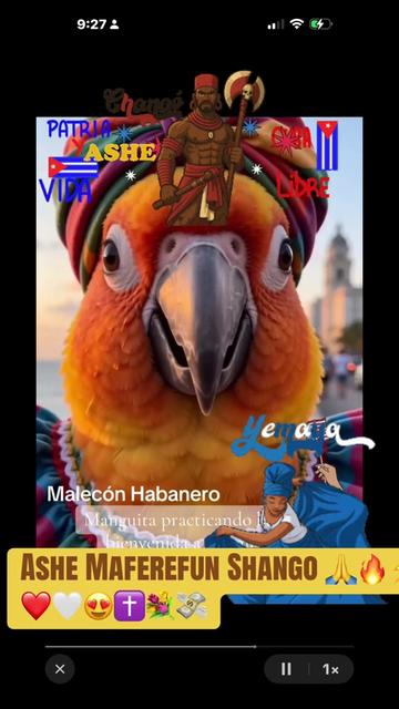 @Mango 🦜La cotorra solar