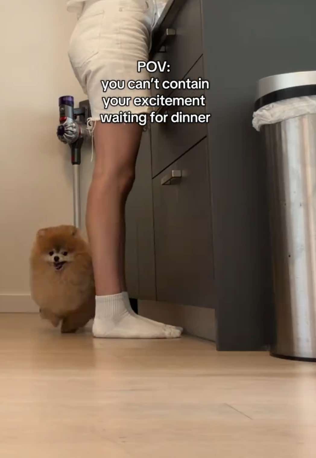 @Keanu the Pomeranian
