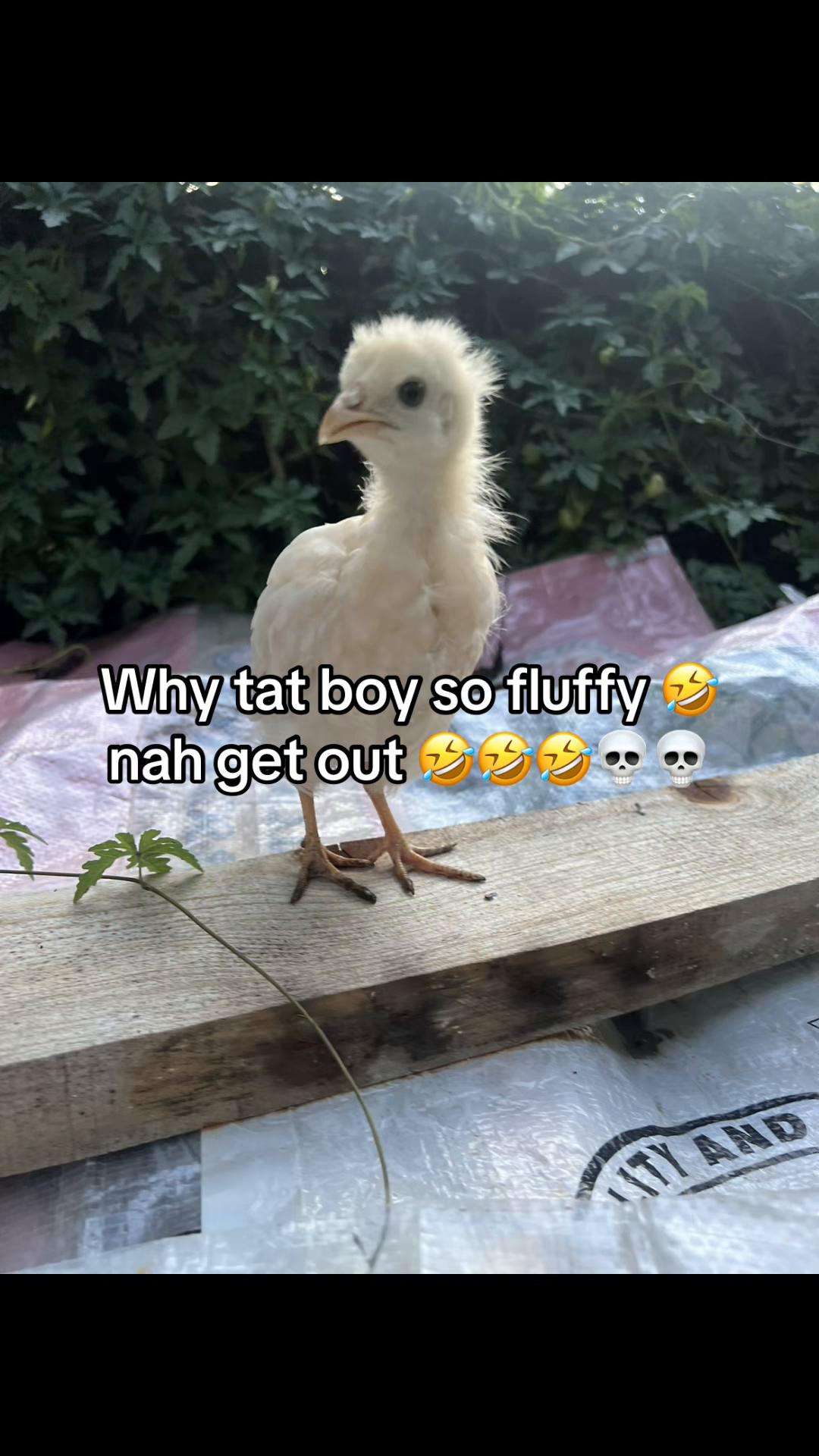 @rooster