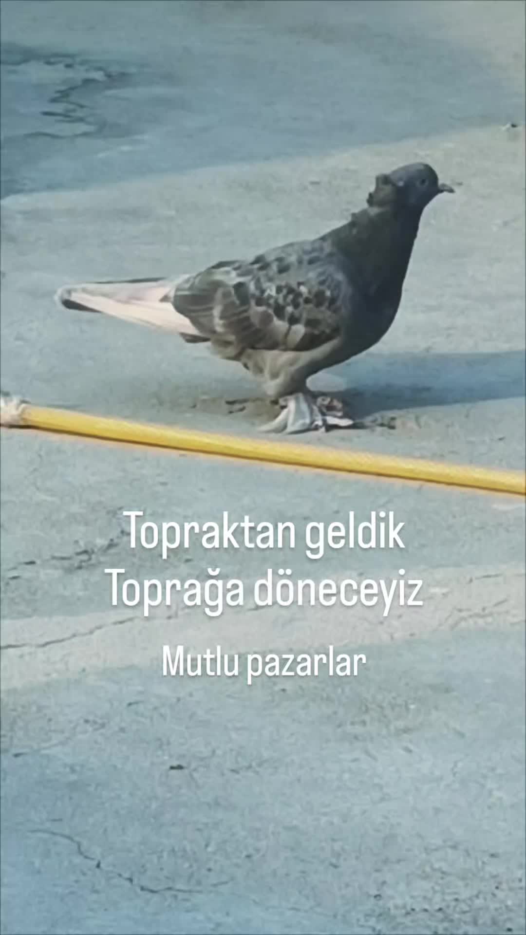 @Alican aydın