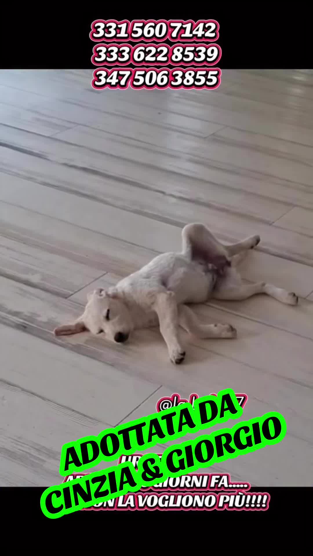@la_babi_17