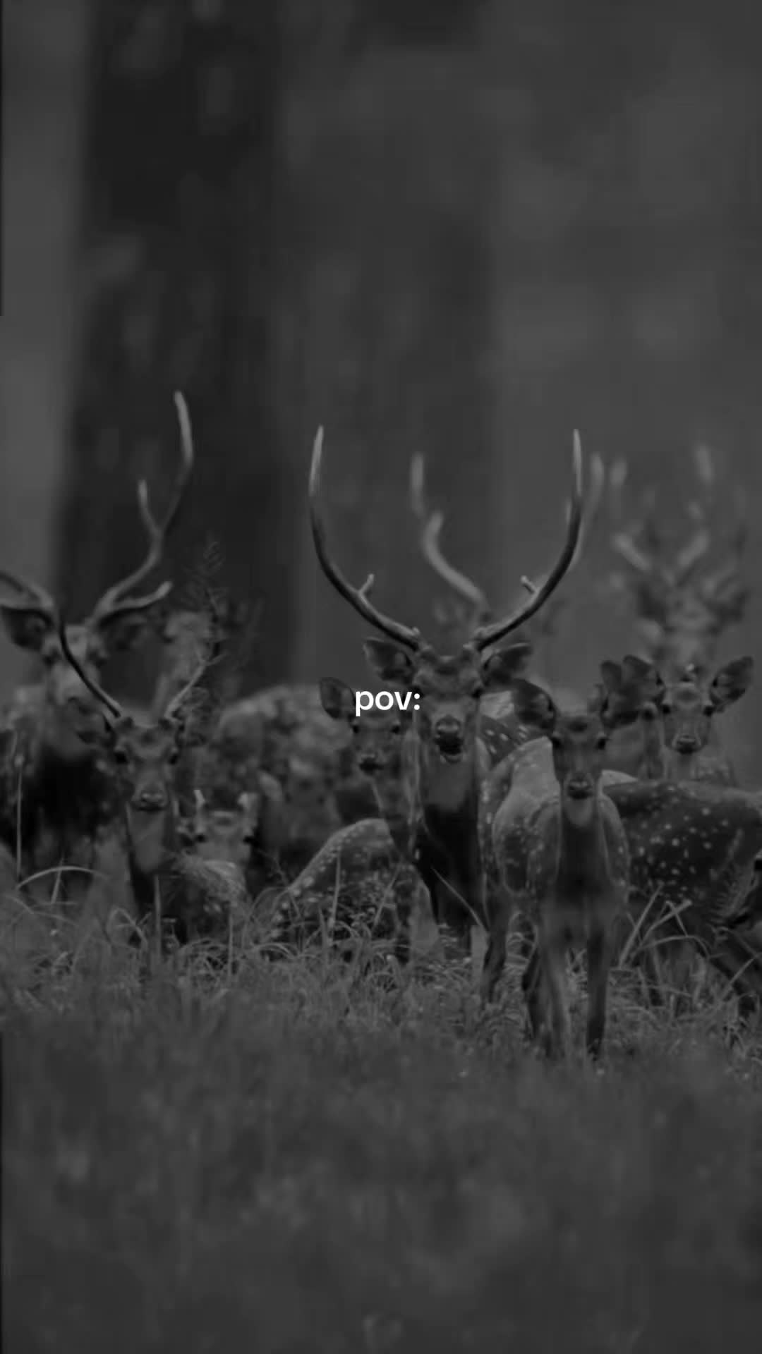@෴෴╰‿╯෴෴ 𝐊𝐢𝐧𝐠
