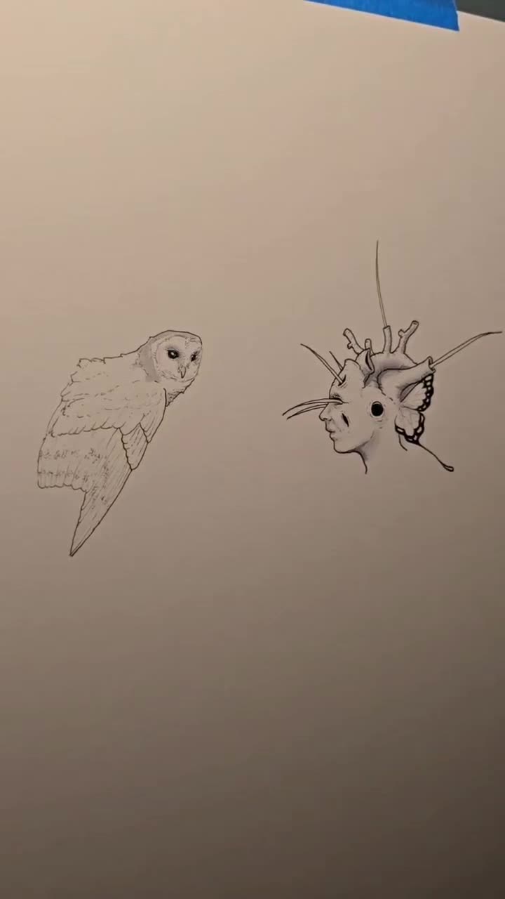 @Flight_of_the_ibis