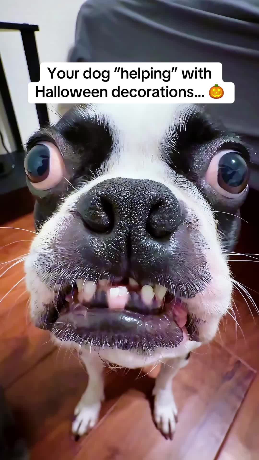 @WhenAshMetBowser