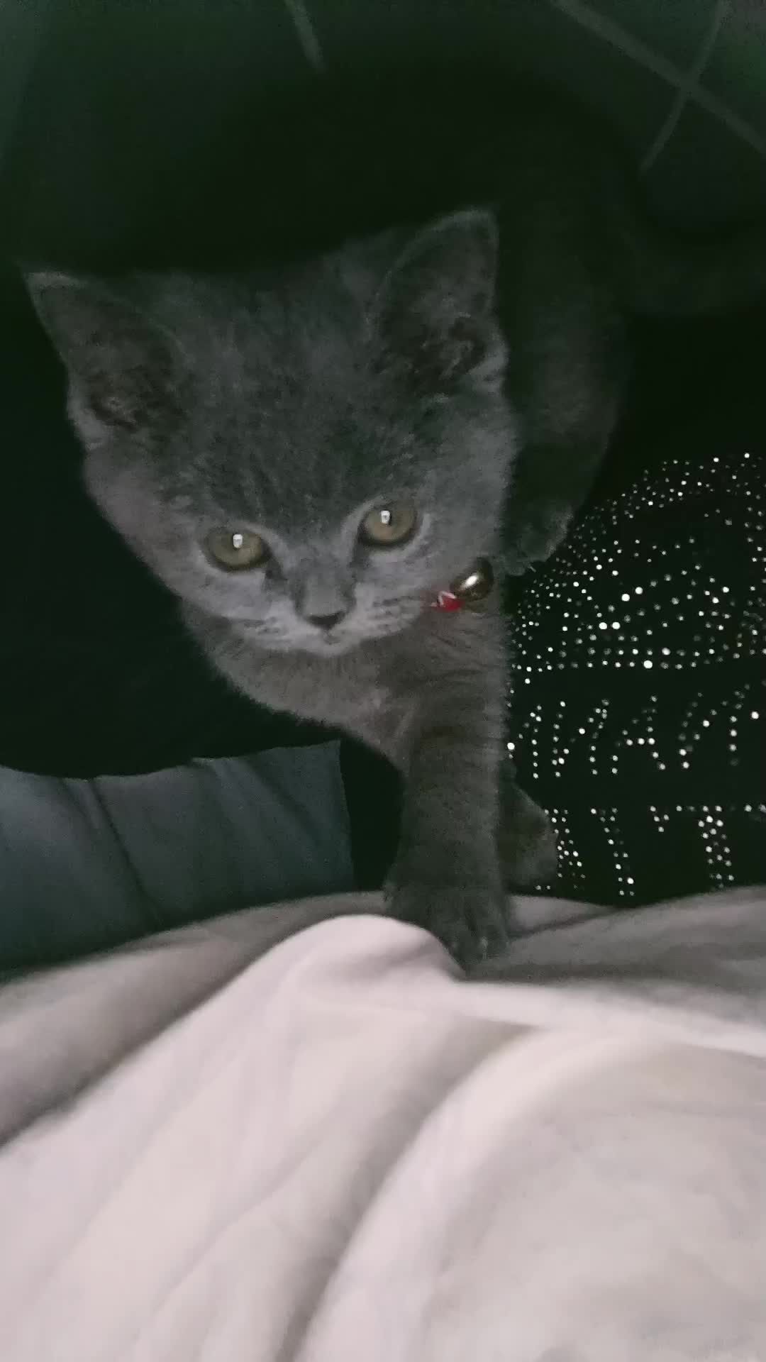 @MiyaAa 🐾