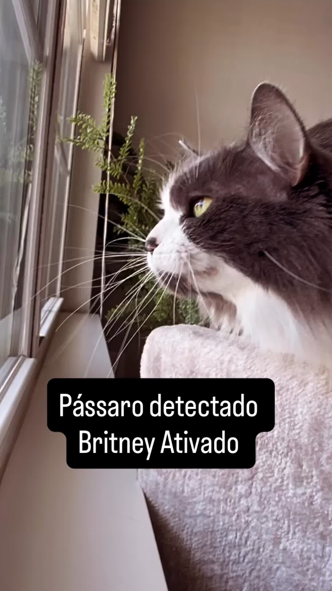 @Lusitonio Machado Do
