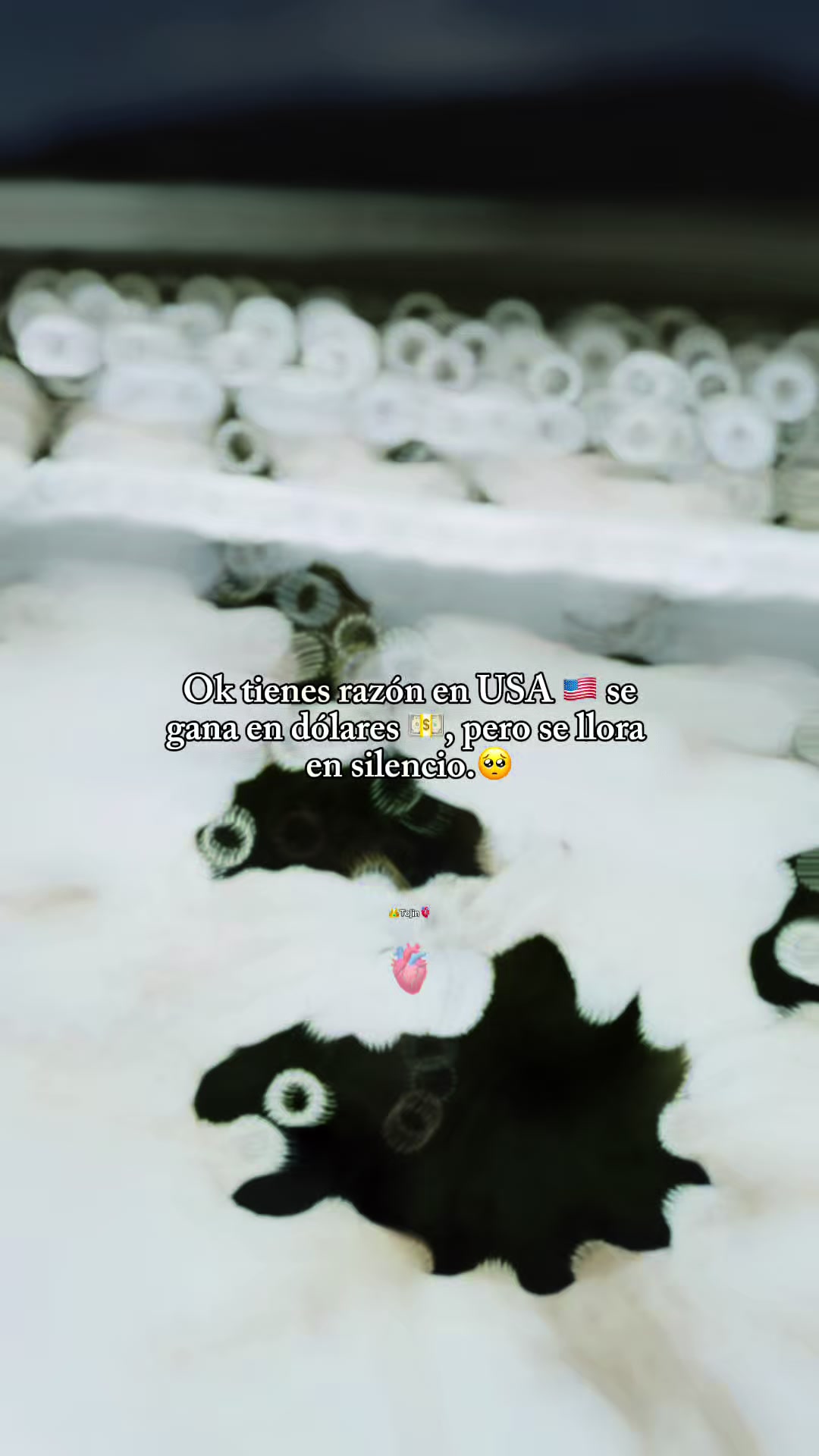 @Vzquezz S&aelig;bino😌😍