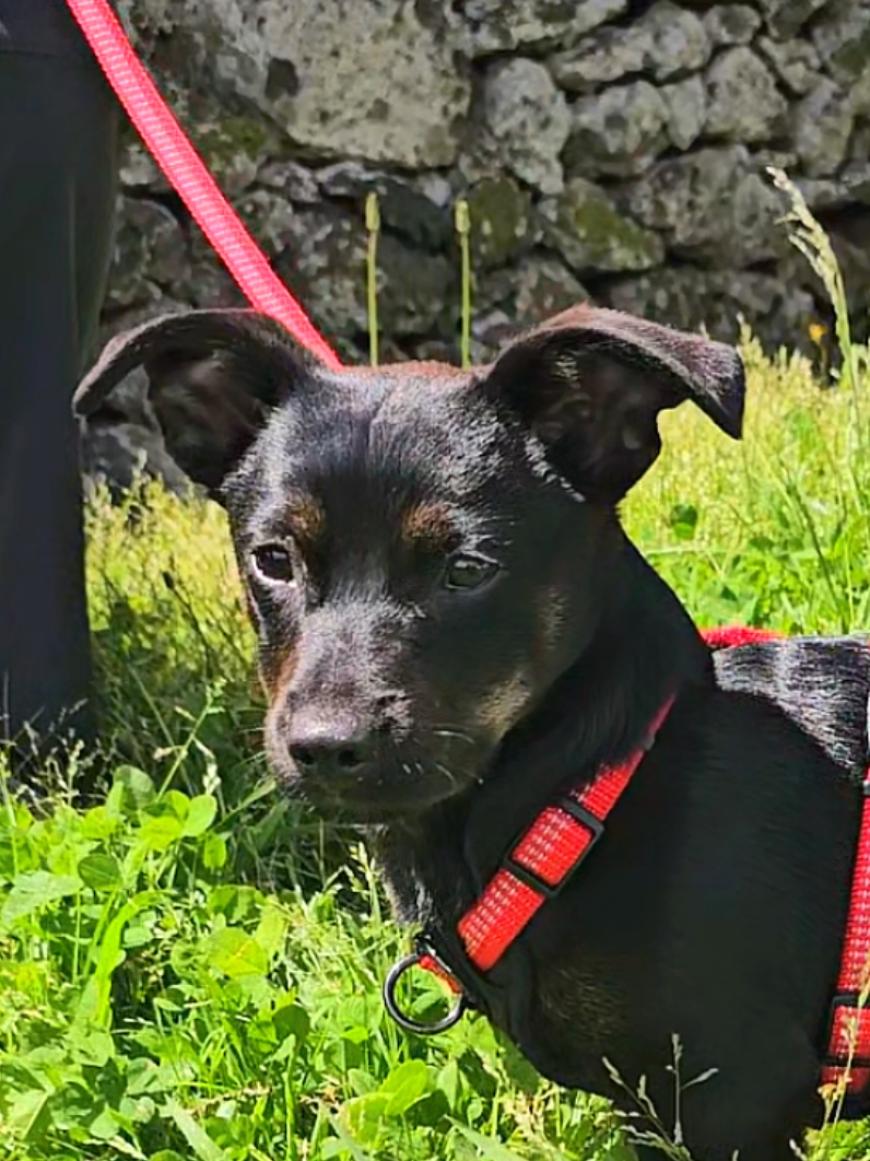 @Tierschutzhunde-Azoren