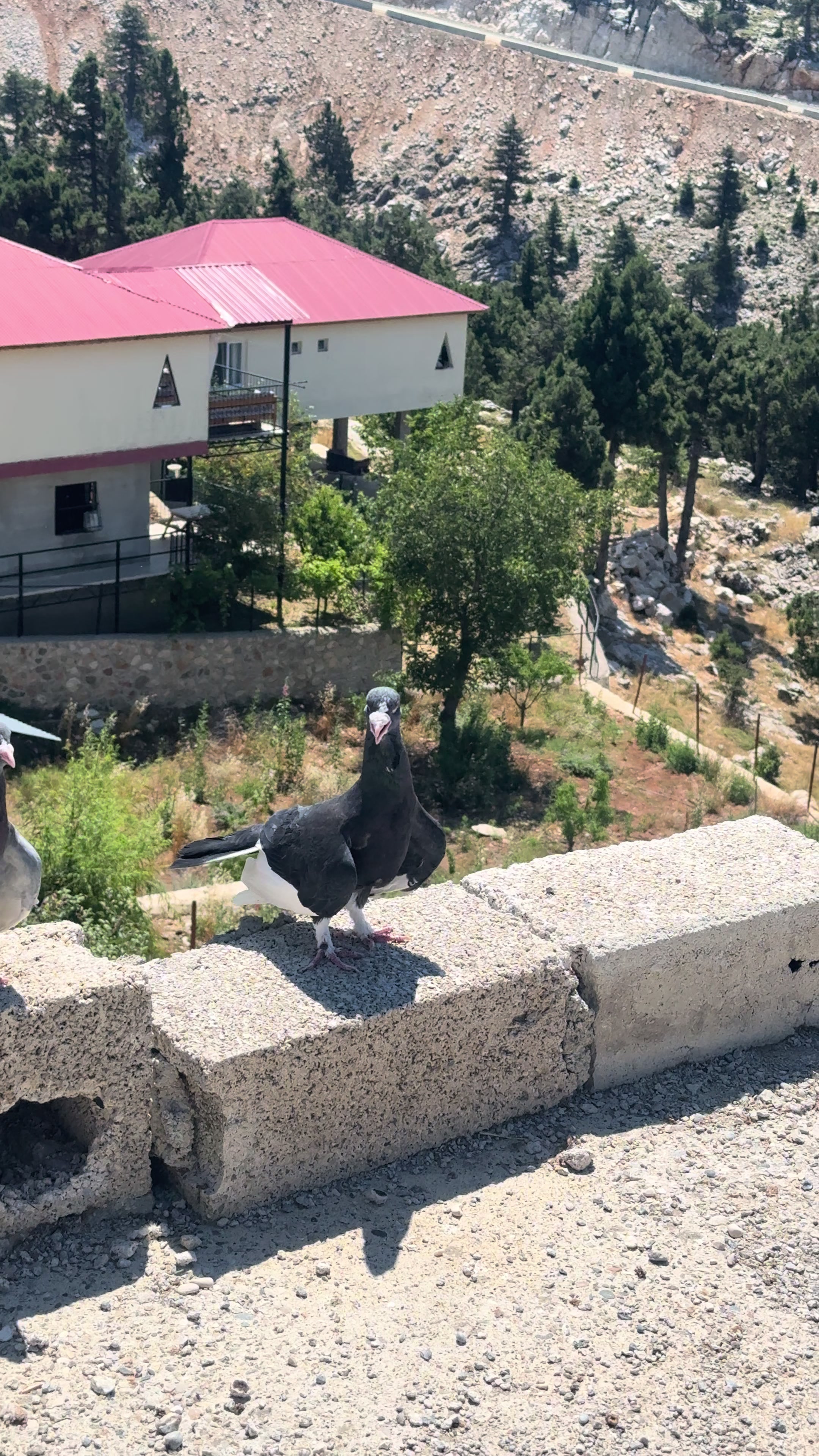 @Mustafa Oğlakçı