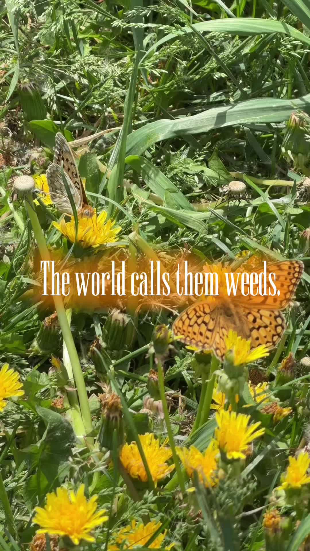 @🌻†HealthyHearted𝓂♡𝓂𝓂𝒶†🌻