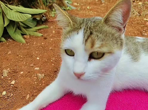 @cutequeen123