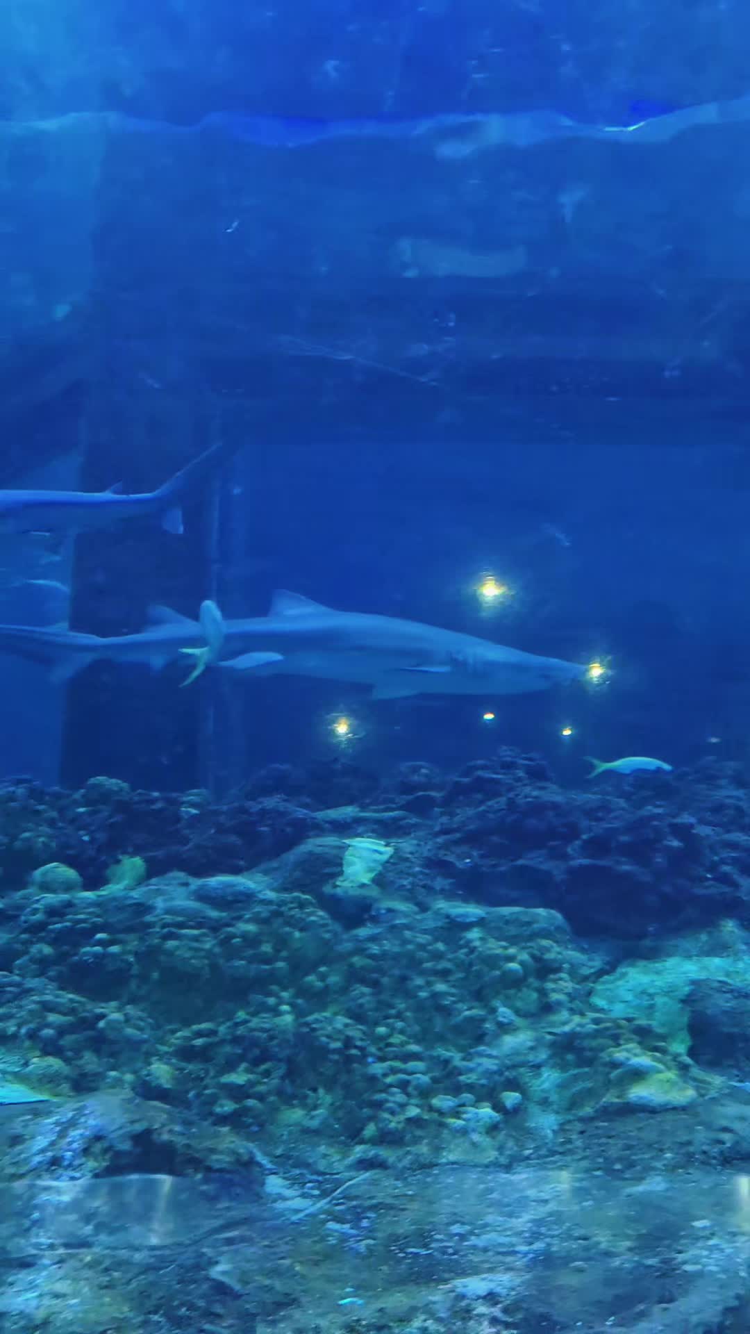 @Frankie🦈