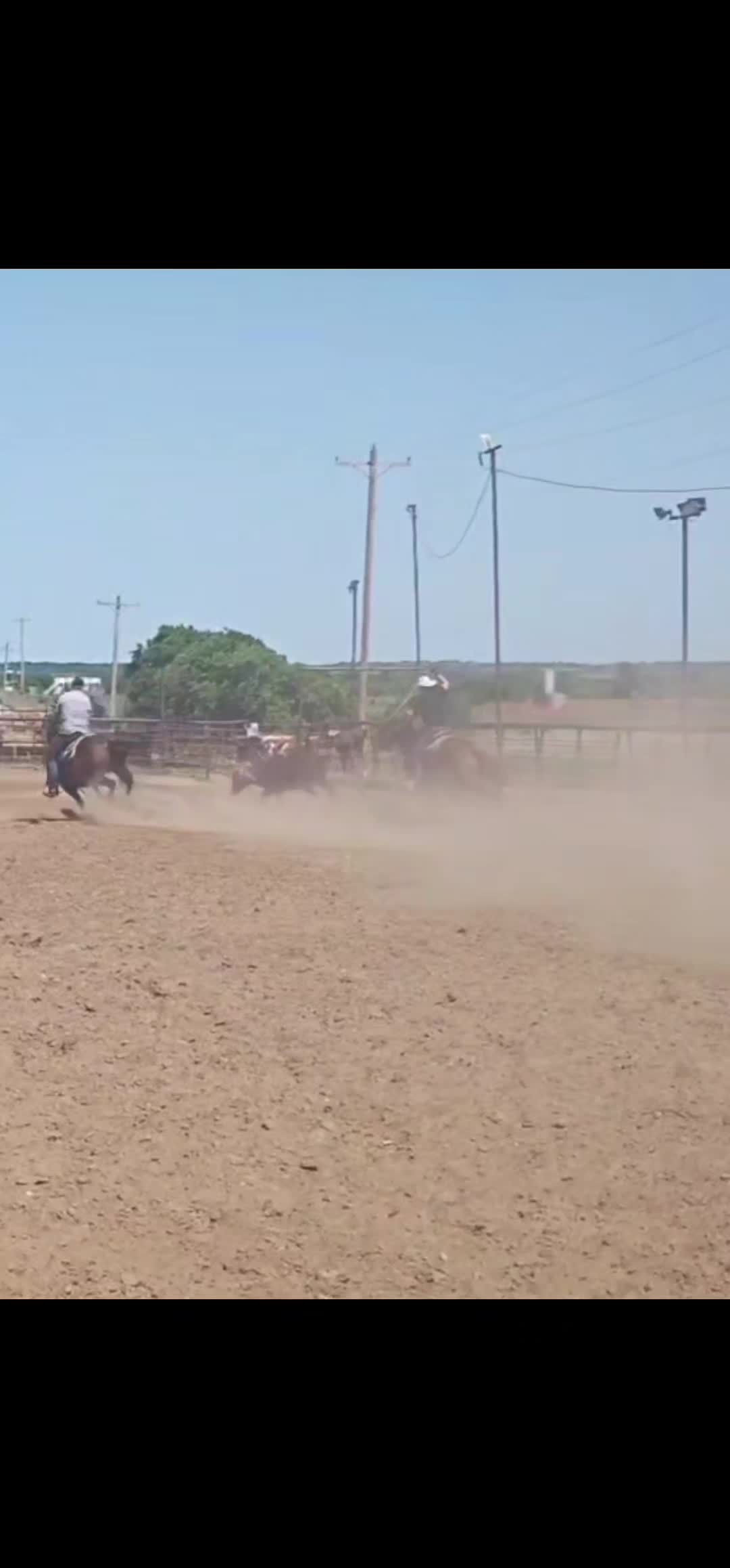 @scottdailyhorsetraining