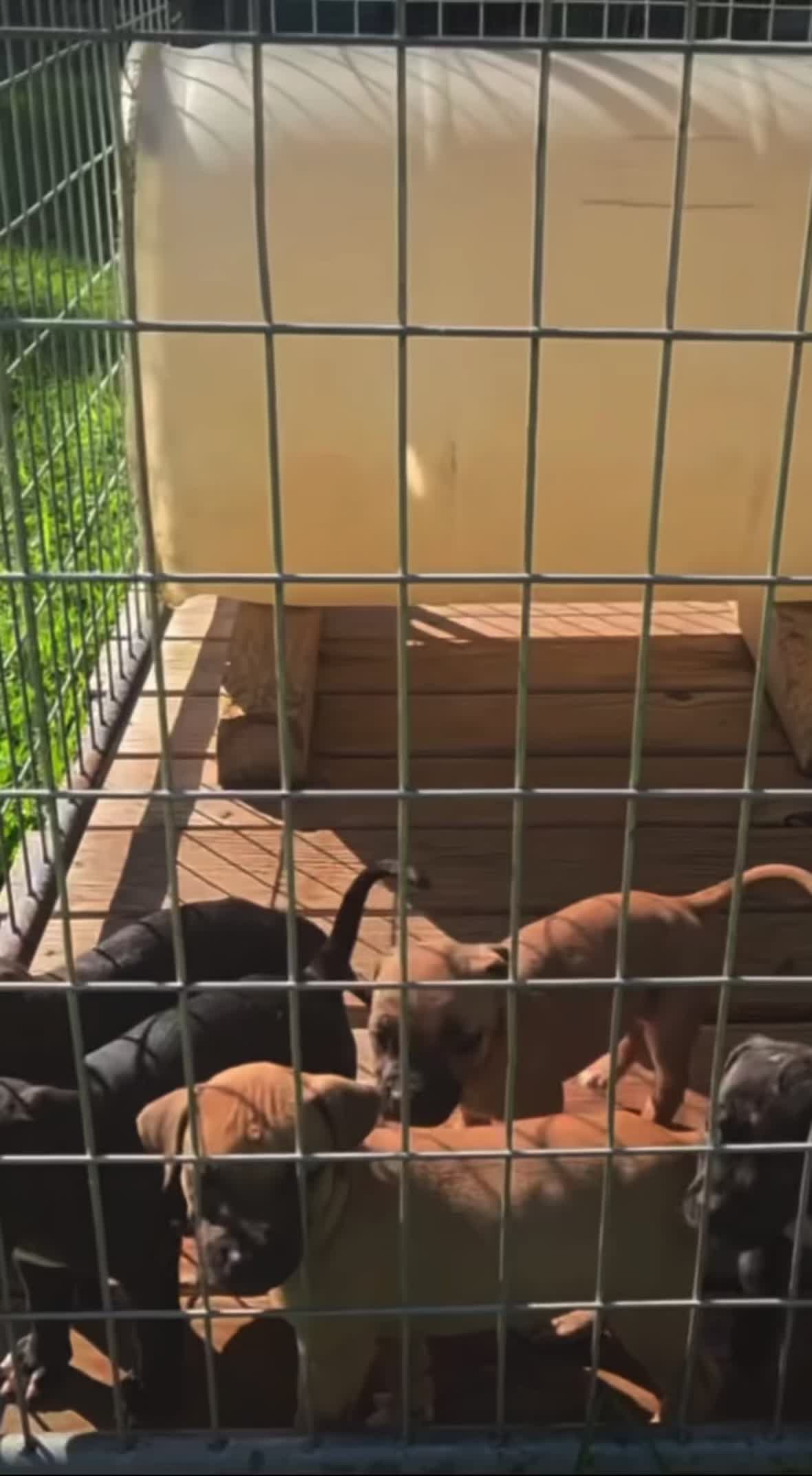 @Redboy Apbt Kennels