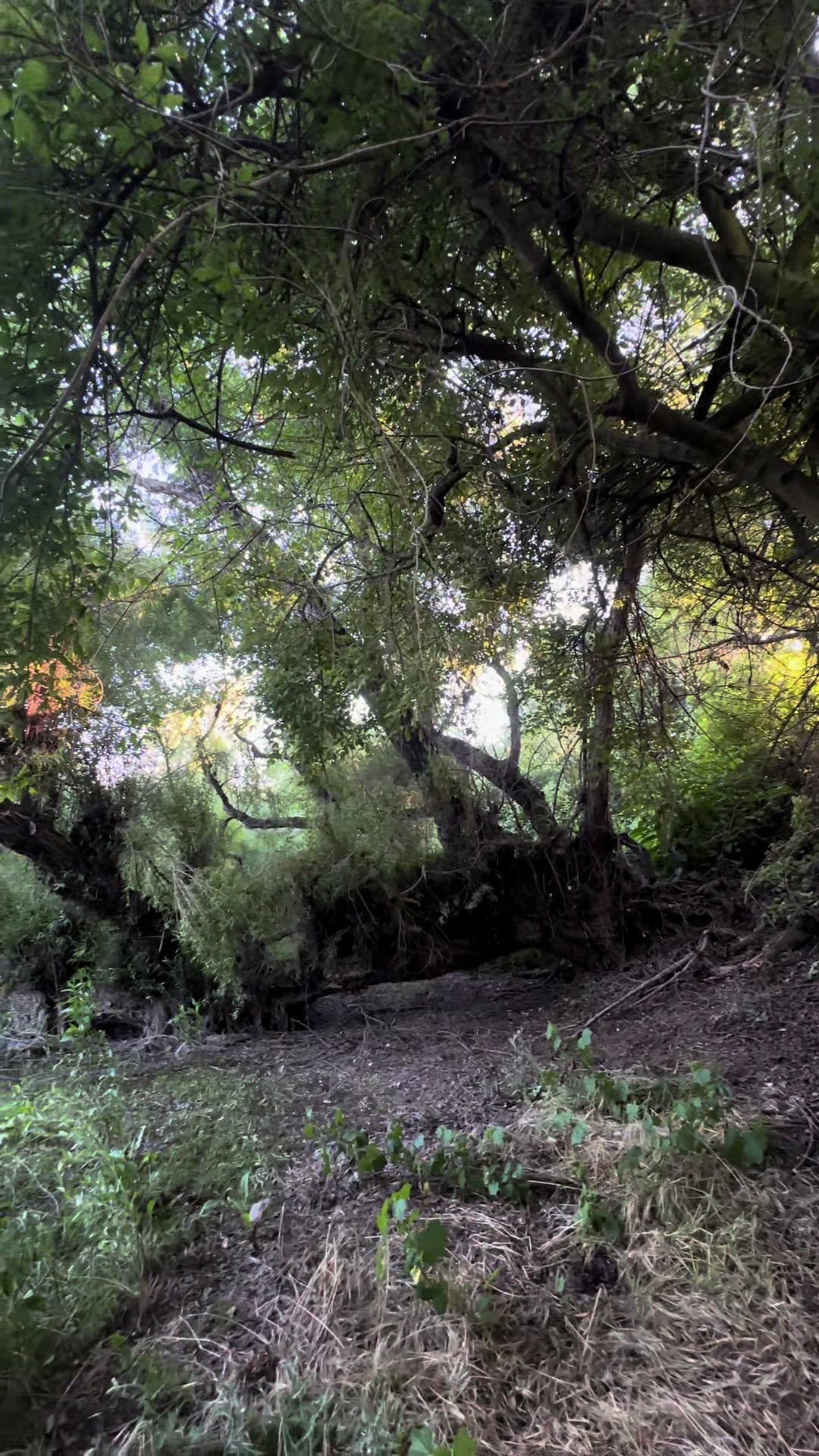 @🌲
