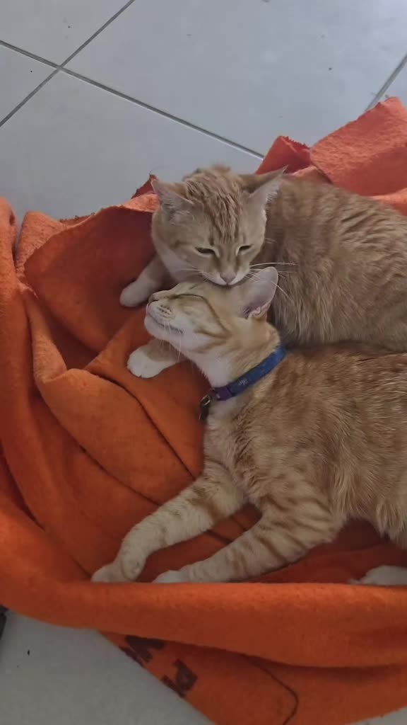 @🎶musicandcats🐈🐈🐕🐾