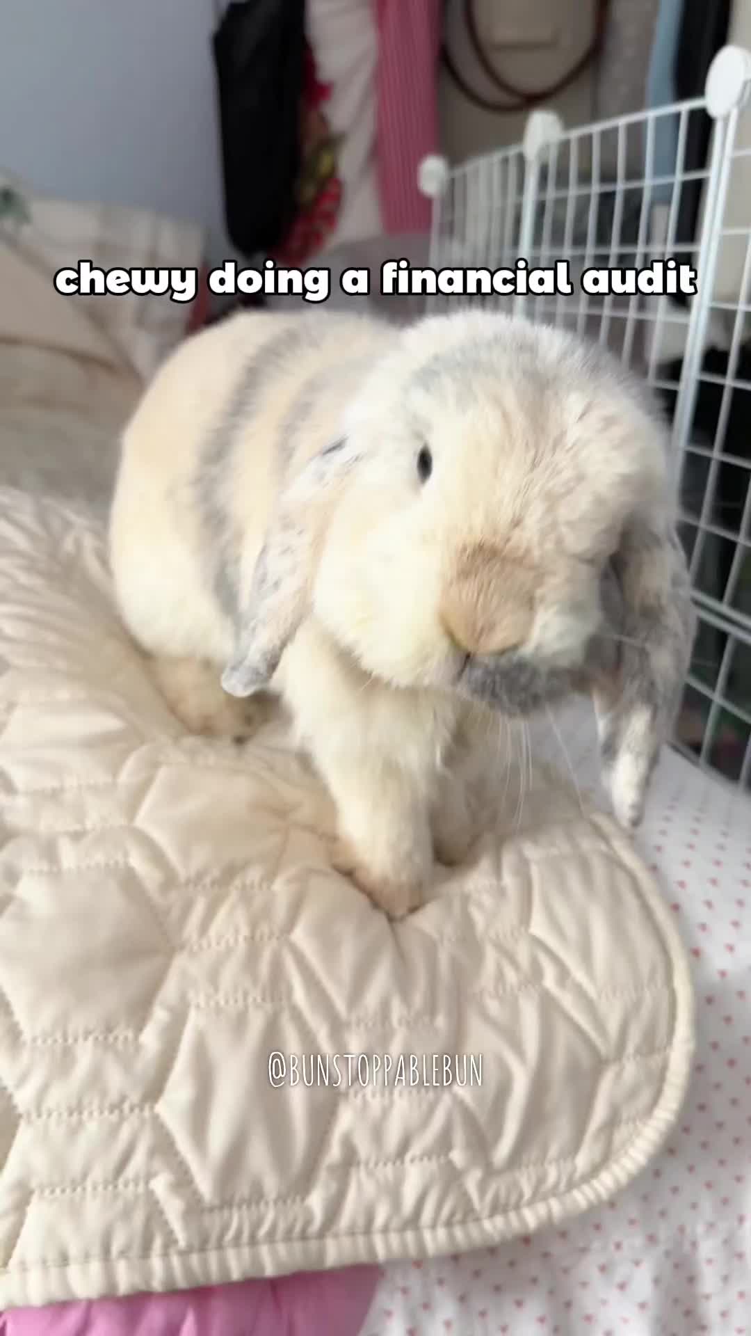 @BunBun, Mochi🌈, Chewy